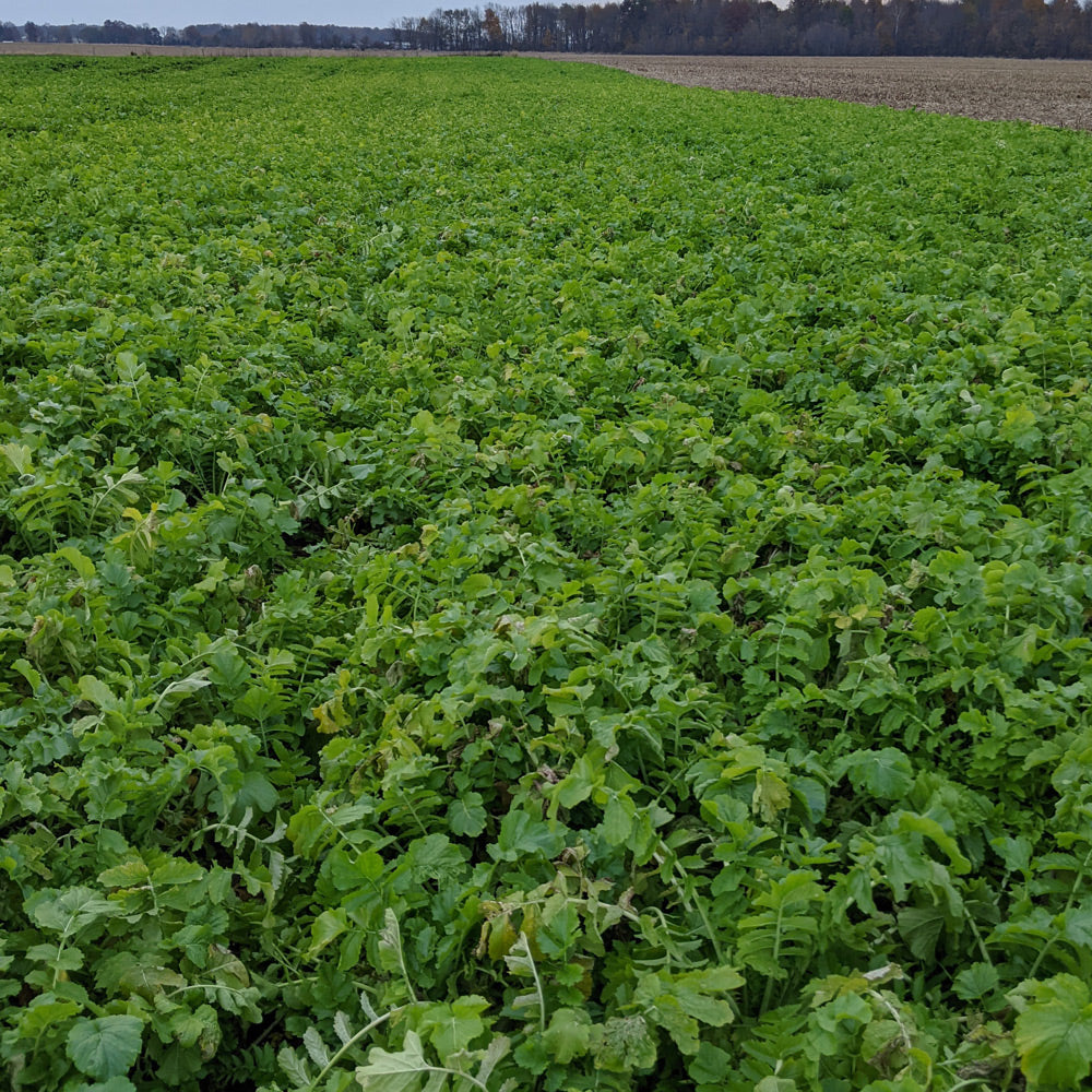 Green field with leafy plants under a clear sky