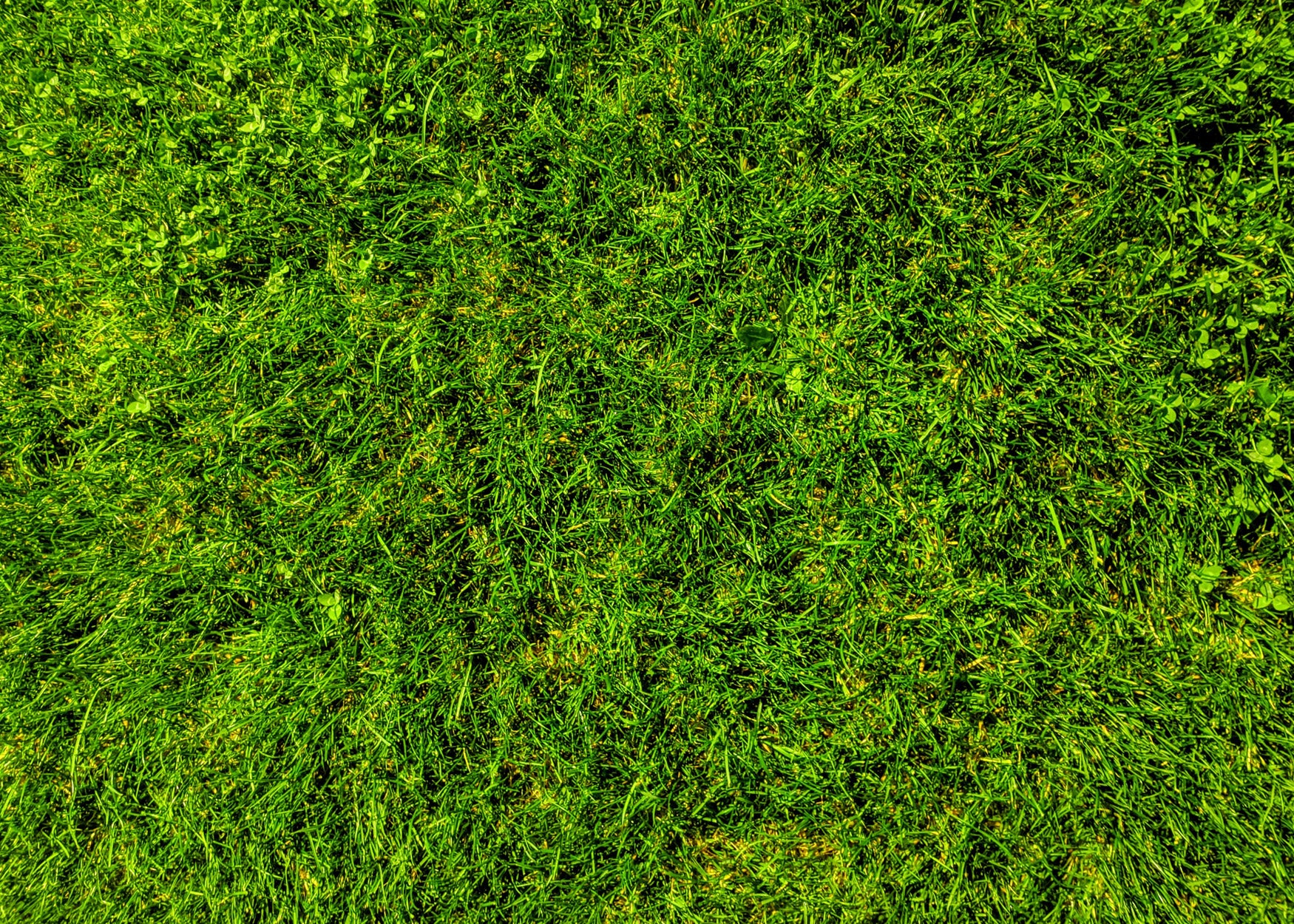 GFS Grass Seed Category