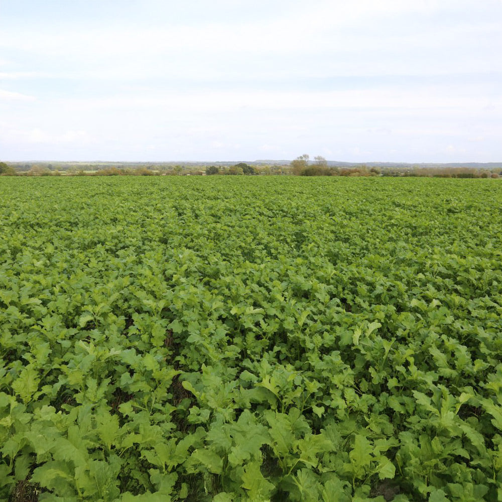 Green field with a clear sky