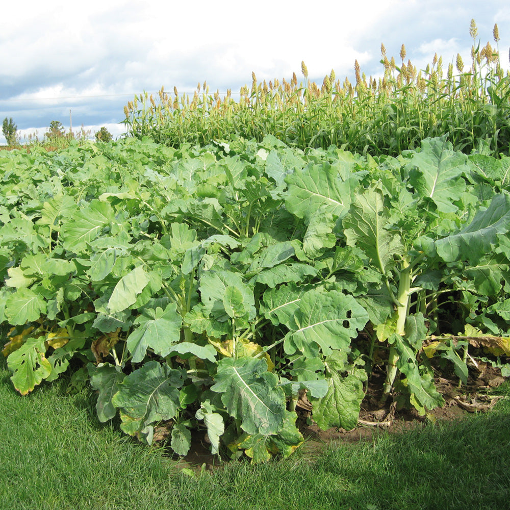 Large green leafy plants growing in a field with a blue sky and clouds in the background.