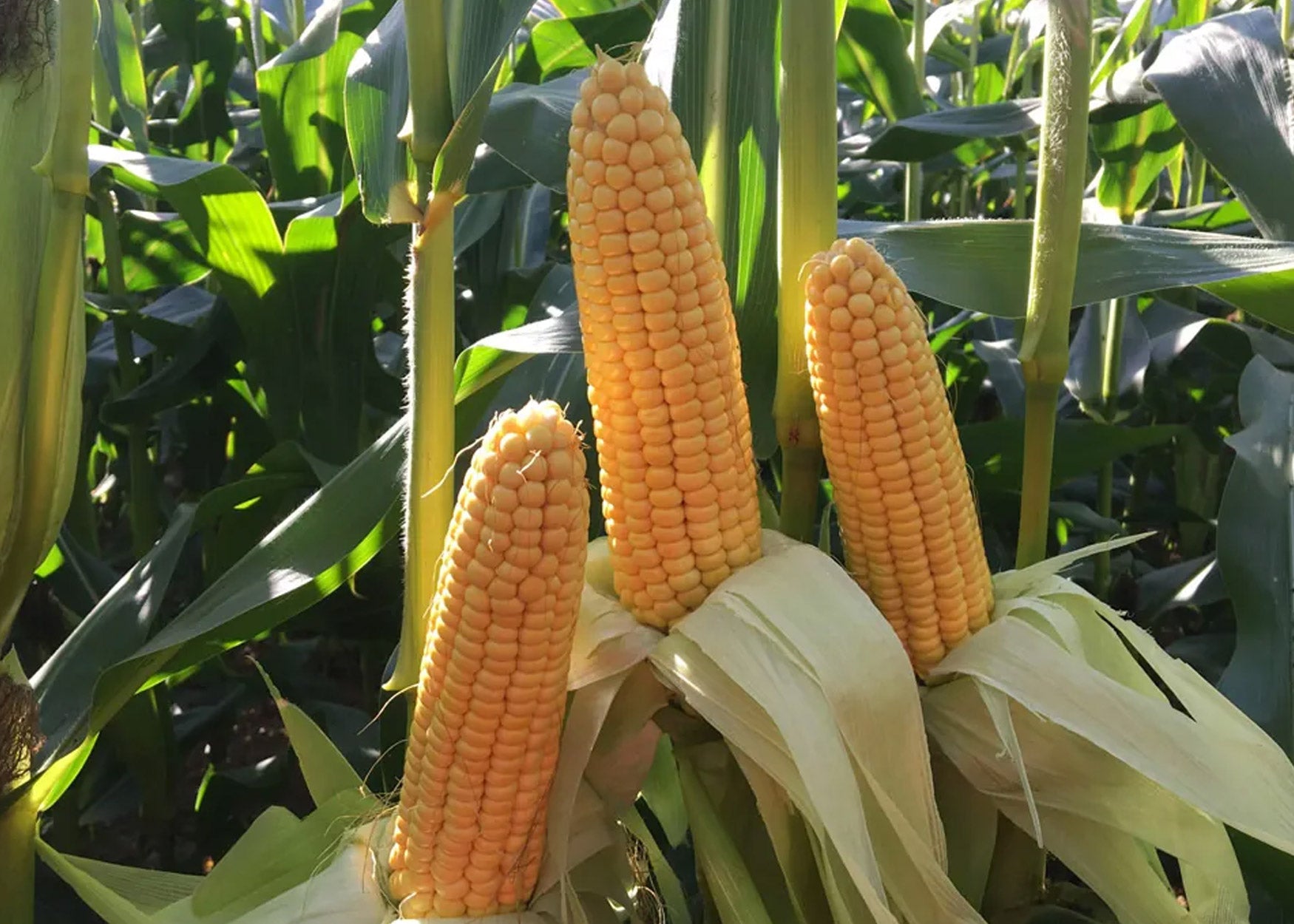 GFS Maize Seed Category