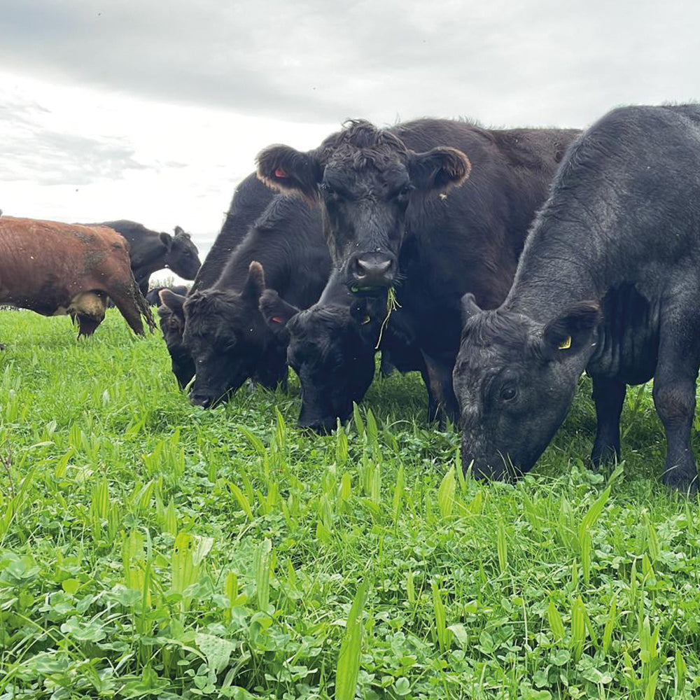 Cows grazing on a grassy field with a cloudy sky.