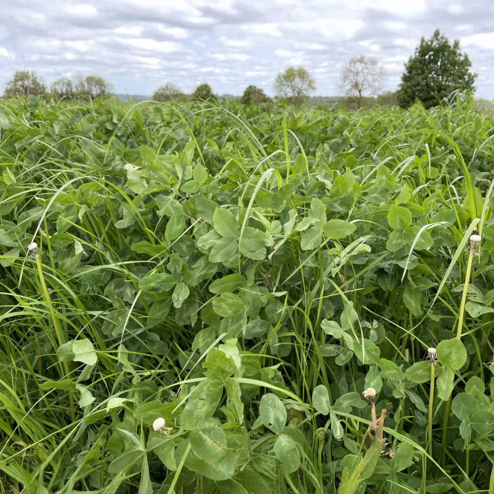 Field of green plants under a cloudy sky