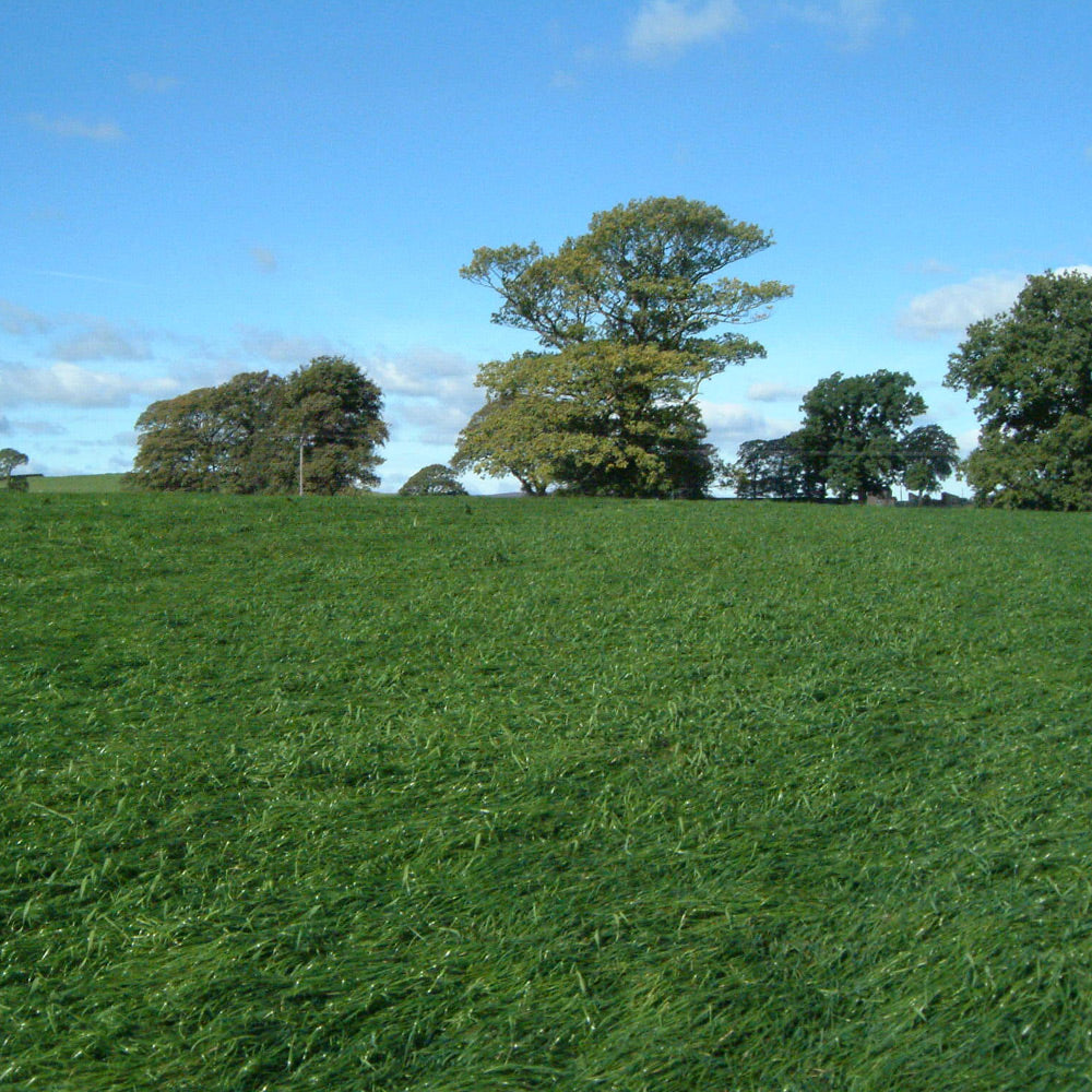 Green field with trees under a blue sky