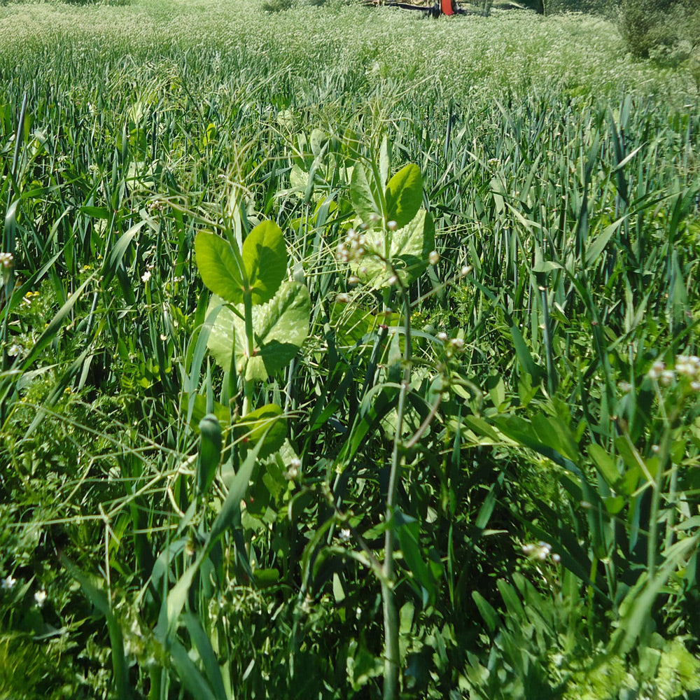 Green field with tall plants and a person in the distance.
