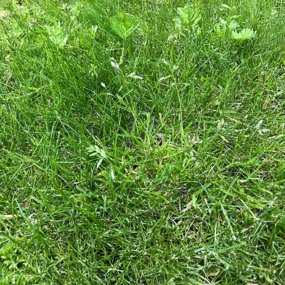 Close-up of green grass with some weeds