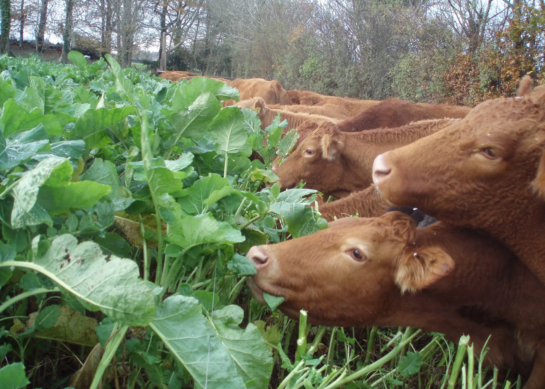 GFS Root Reed Category