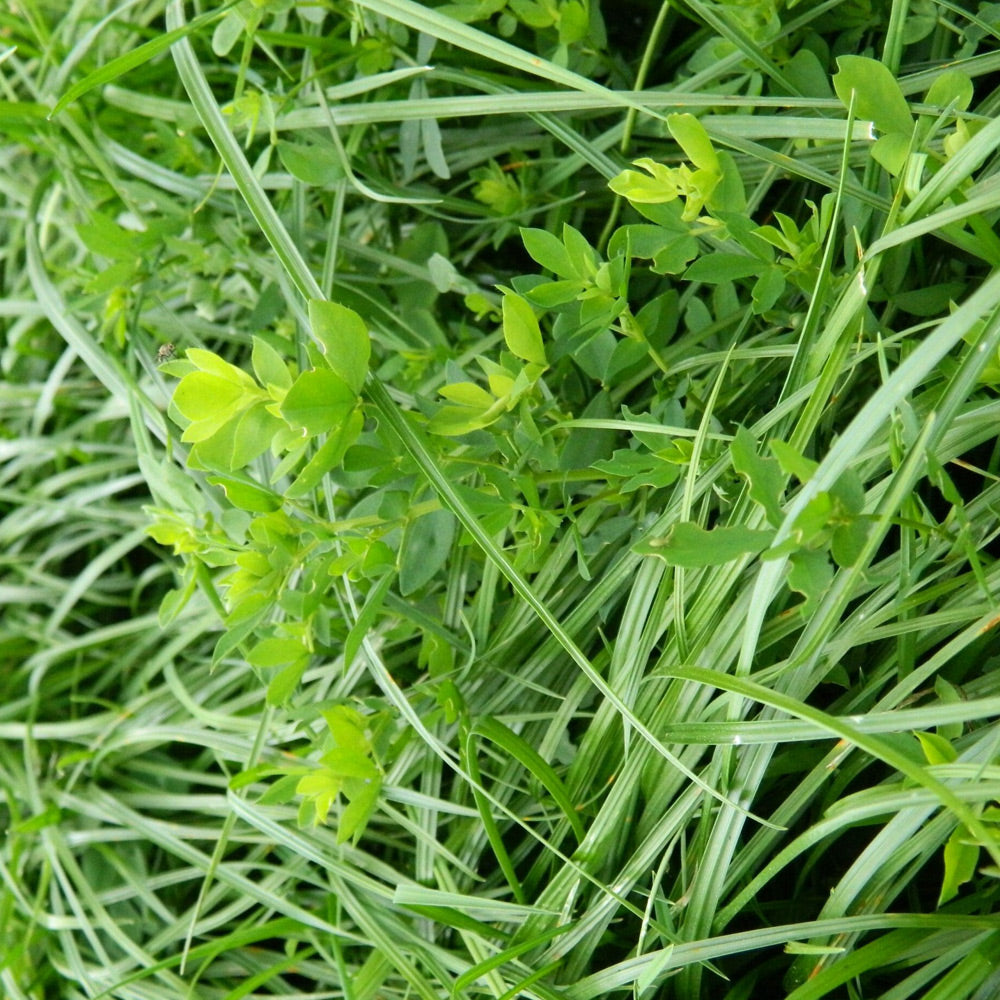 Close-up of green leaves and grass