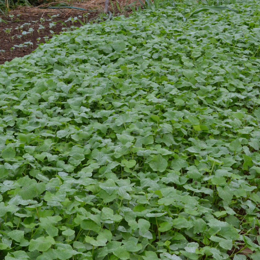 Field of green plants growing in a garden