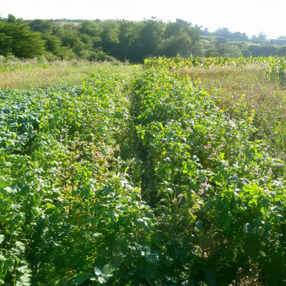 Photo of GFS Traditional Game mix by Green Farm Seeds — featuring Game Cover, shown in green, suitable for Agriculture