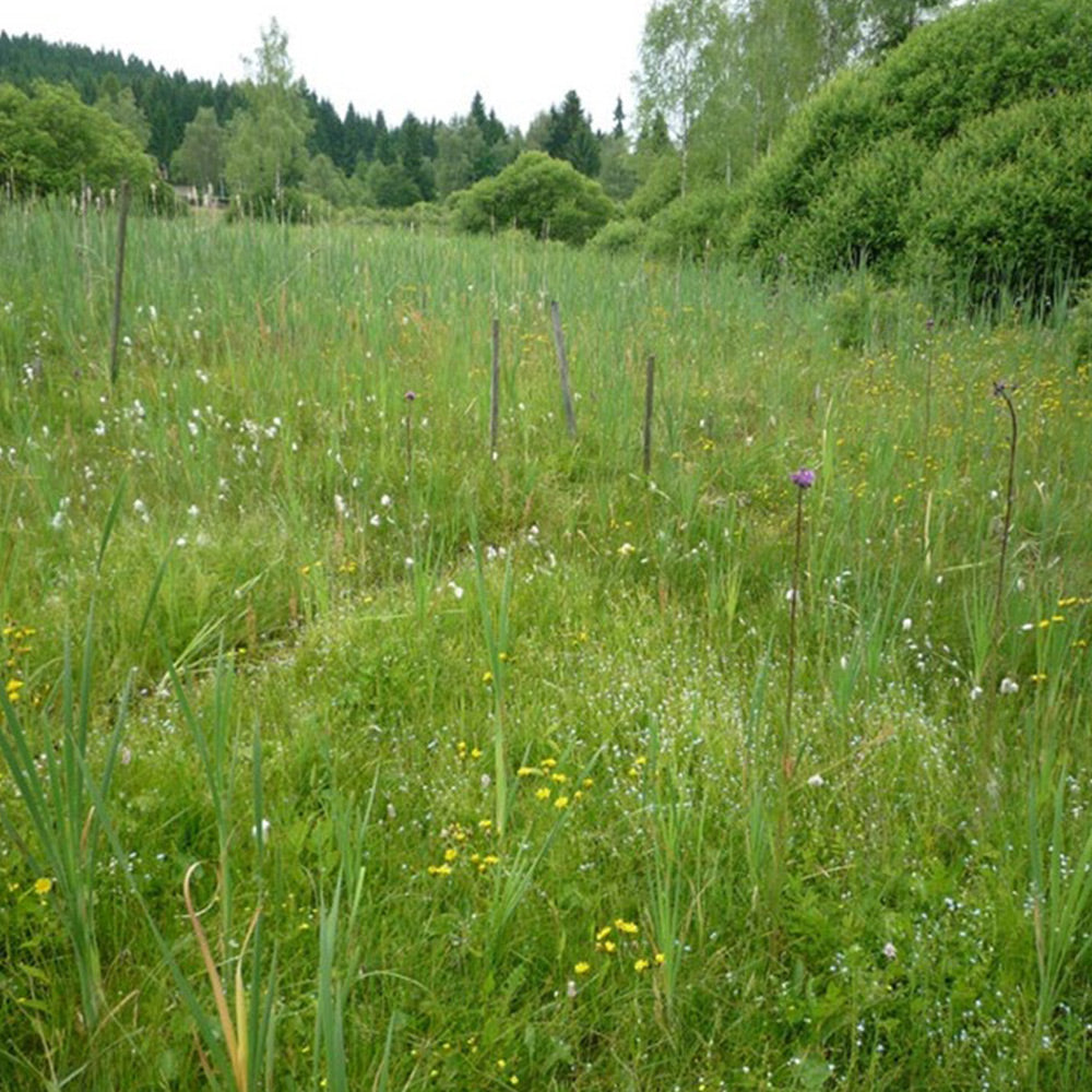 Green field with wildflowers and trees in the background
