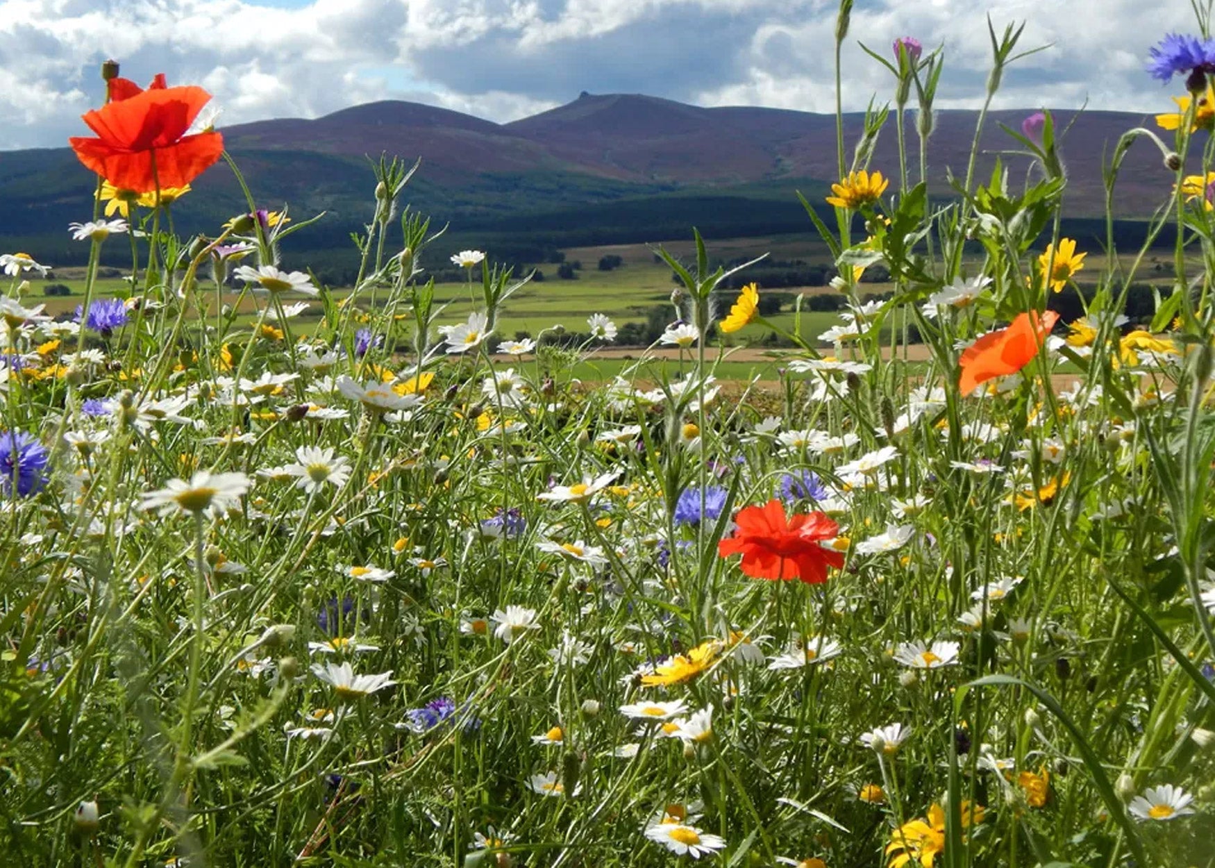 GFS Wildflower Category