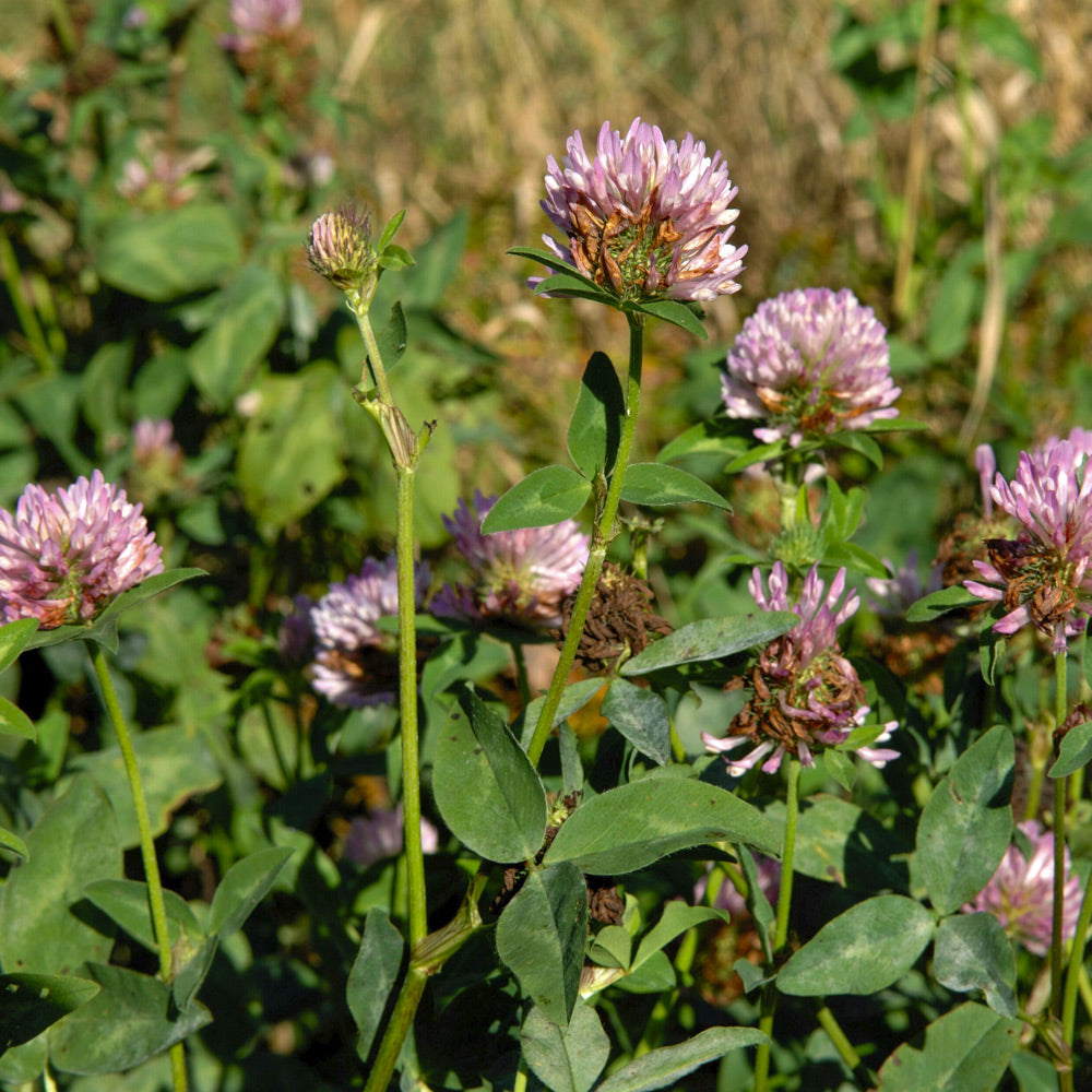 Close-up of purple flowers with green leaves in a natural setting
