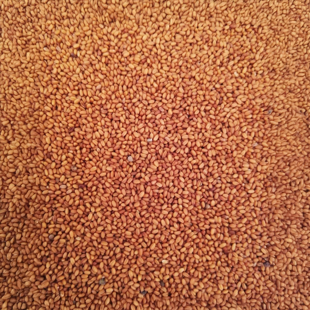 Photo of GFS Gold of Pleasure Mix by Green Farm Seeds — featuring camelina, shown in yellow, suitable for Agriculture