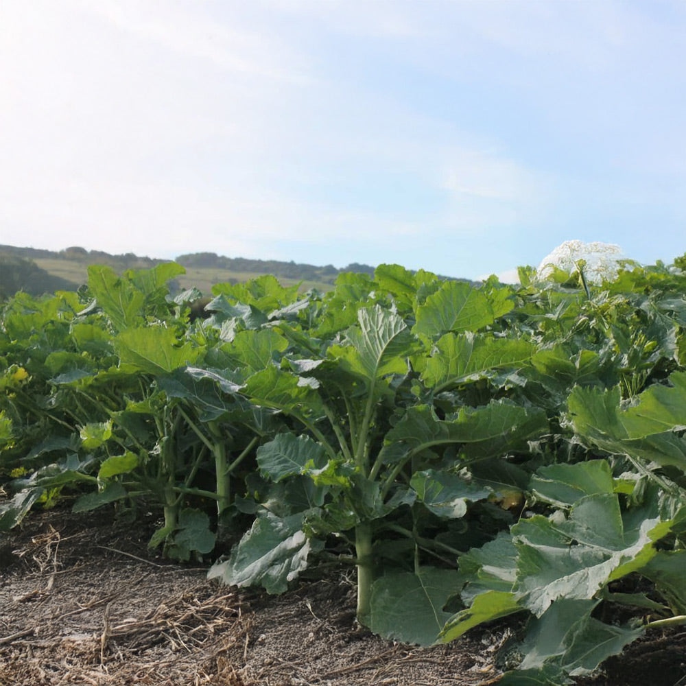 Cabbage plants growing in a field with a clear sky.