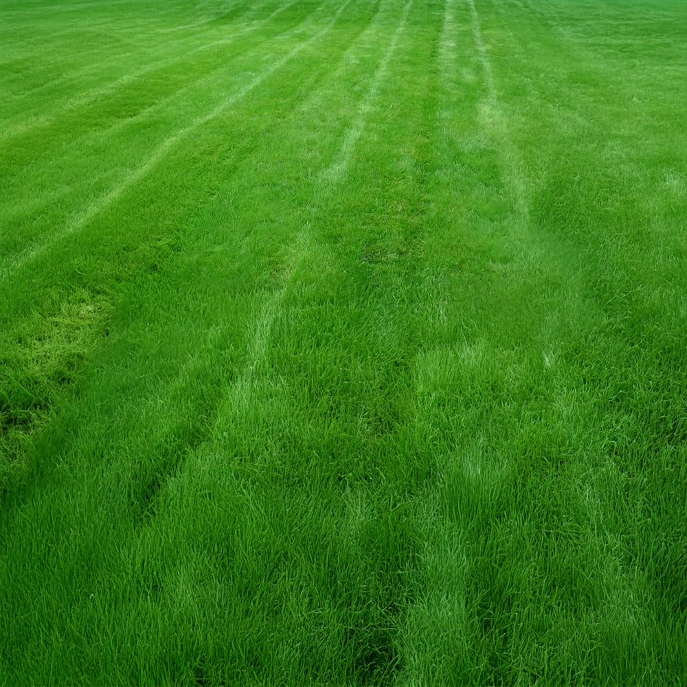 Mowed grass field with visible mowing patterns