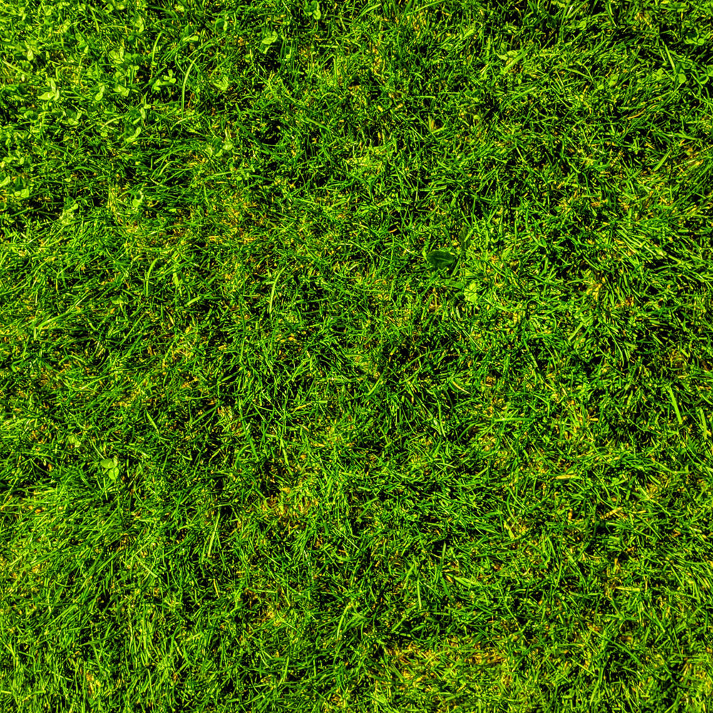 Close-up of green grass texture
