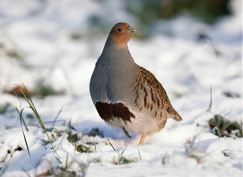 GFS Standard Wild Bird Feed Mix - Without Wheat