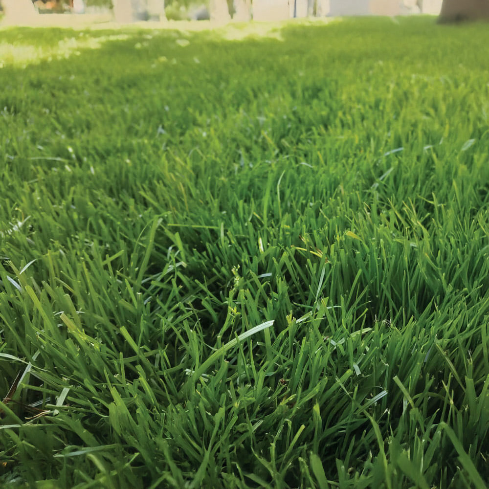 Close-up of lush green grass