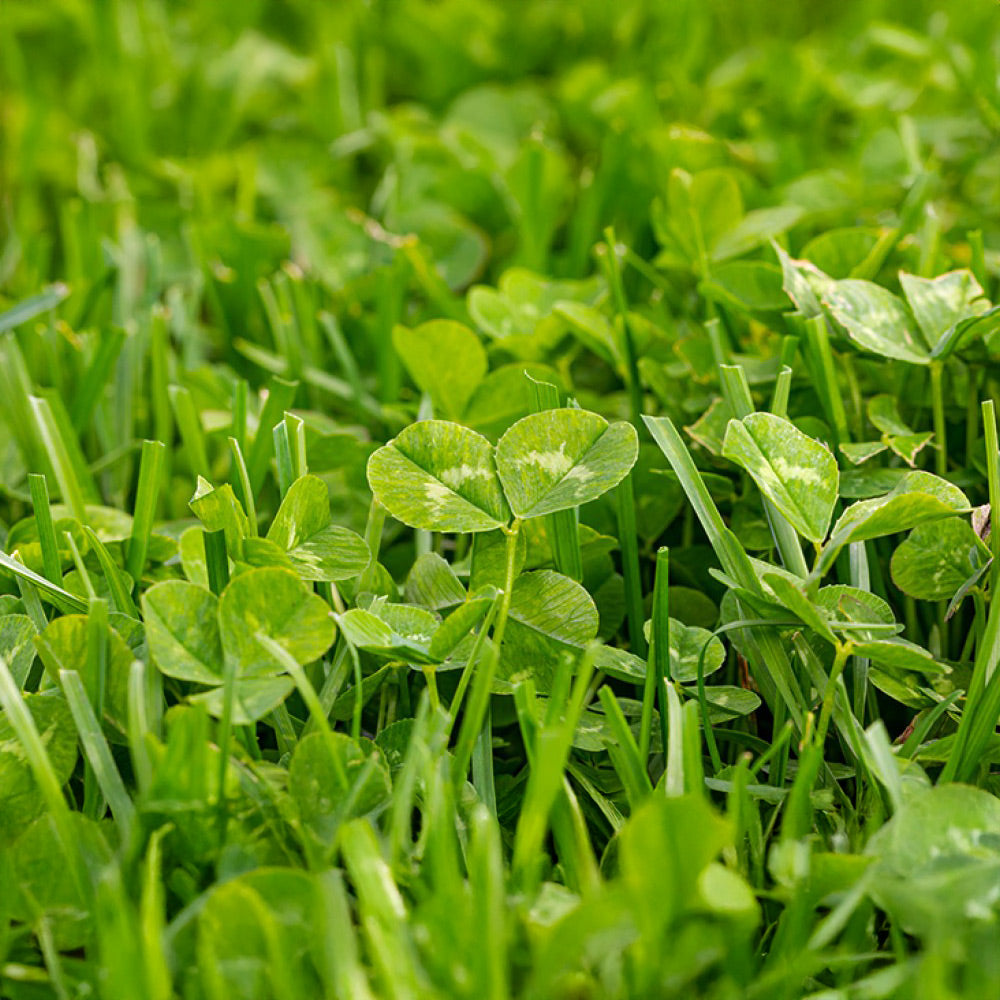 Close-up of green clover leaves in a grassy field
