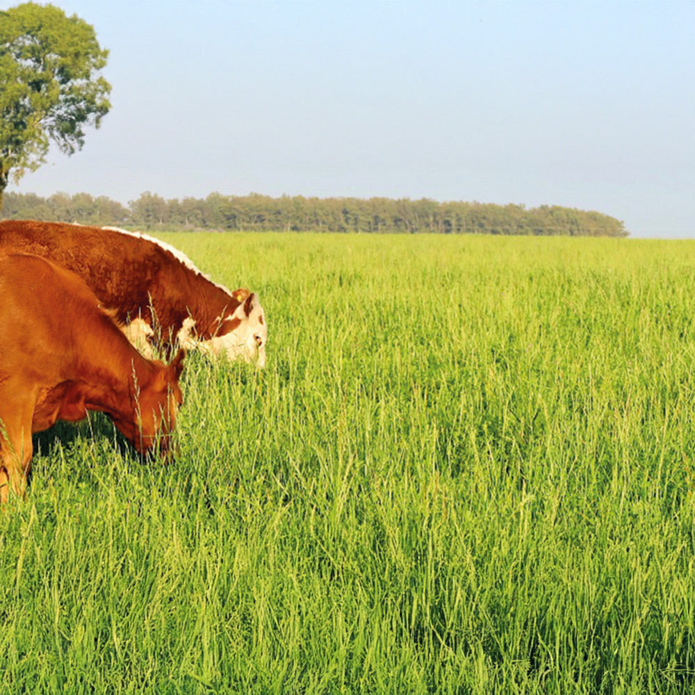 Two cows grazing in a lush green field with a clear blue sky.