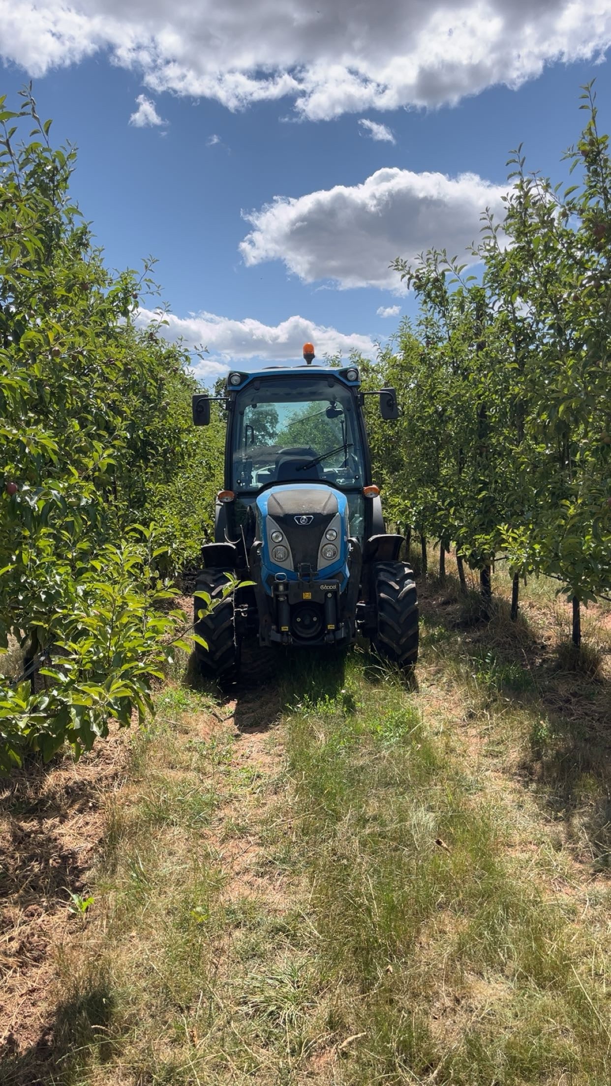 Orchard Mixture without Ryegrass