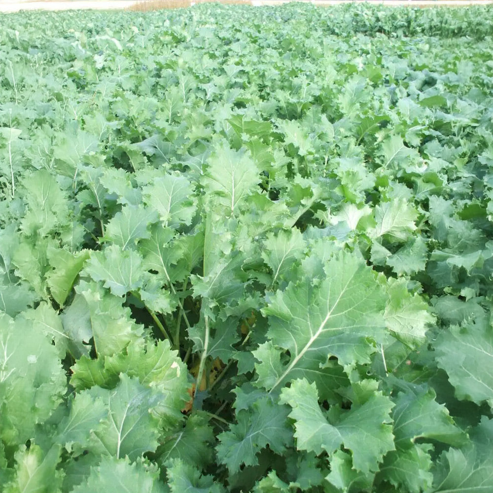 Photo of GFS Interval-Hybrid Mix by Green Farm Seeds — featuring Swede in a field, shown in Green, suitable for Agriculture