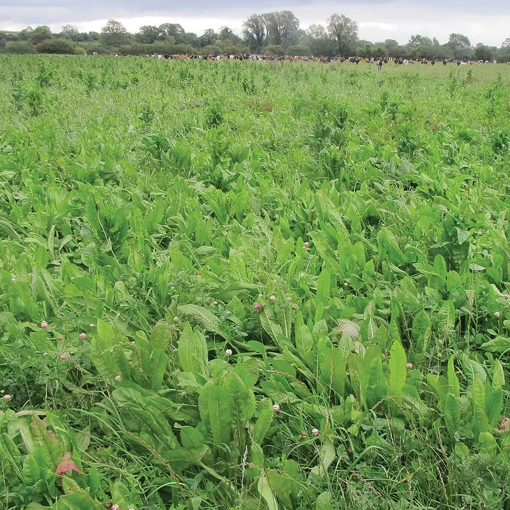 Photo of GFS Jamon by Green Farm Seeds — featuring Grass Beet in a field, shown in Green, suitable for Agriculture