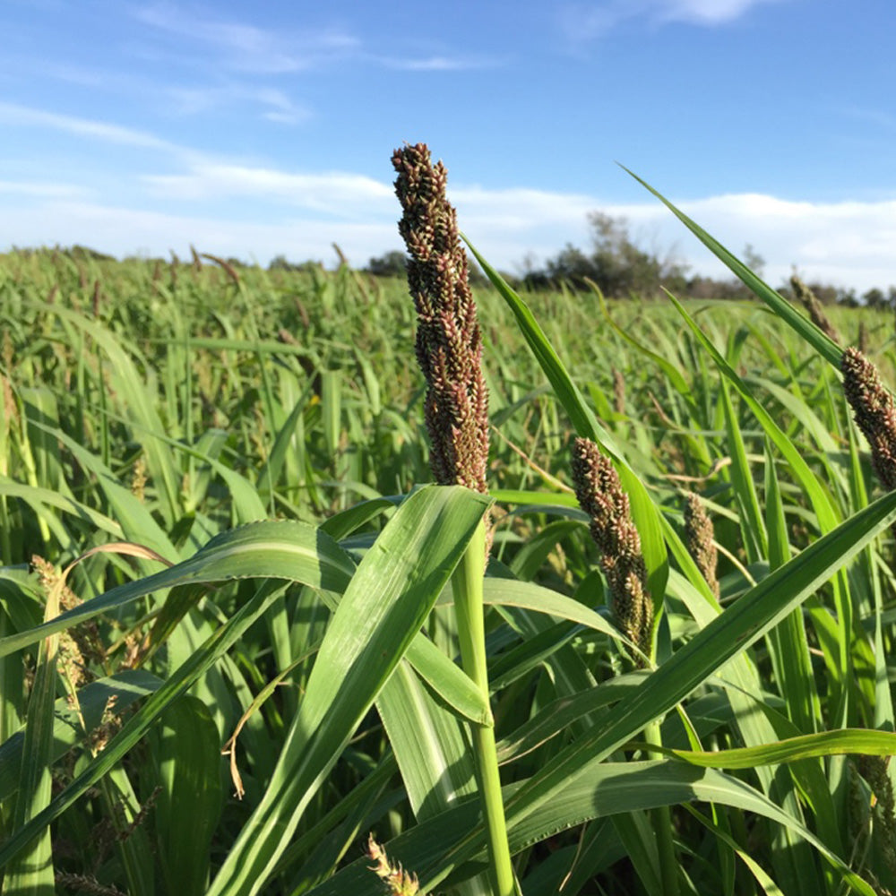 Photo of GFS Japanese Reed Millet Mix by Green Farm Seeds — featuring Millet in a field, shown in Green, suitable for Agriculture