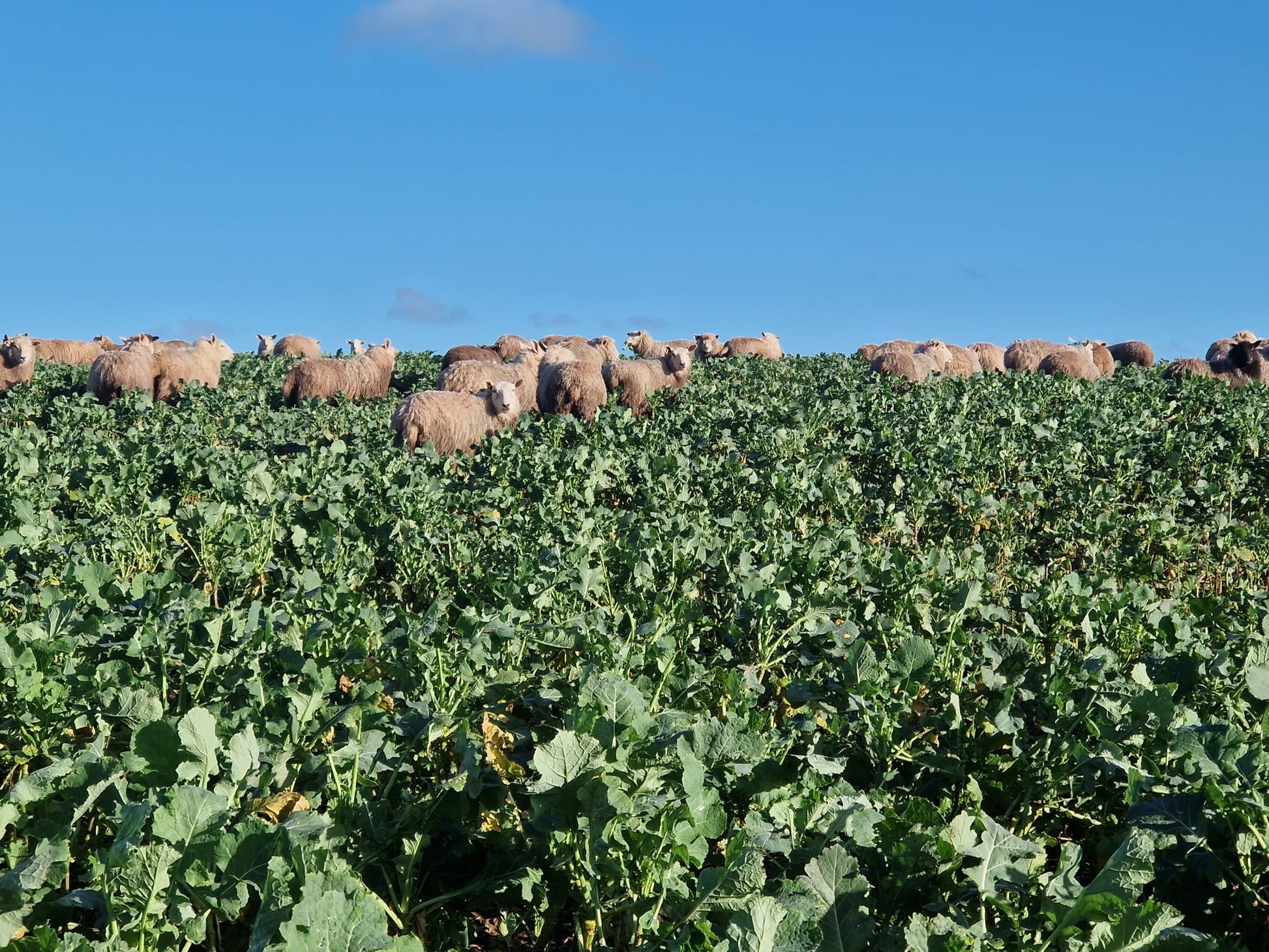 Photo of Kenai by Green Farm Seeds — featuring Turnips in a field, shown in green, suitable for Agriculture