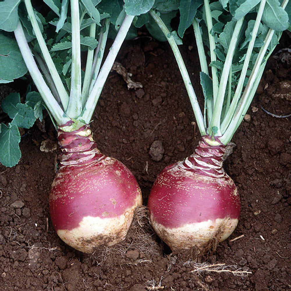 Photo of GFS Kenmore by Green Farm Seeds — featuring Swede in a field, shown in Purple, suitable for Agriculture