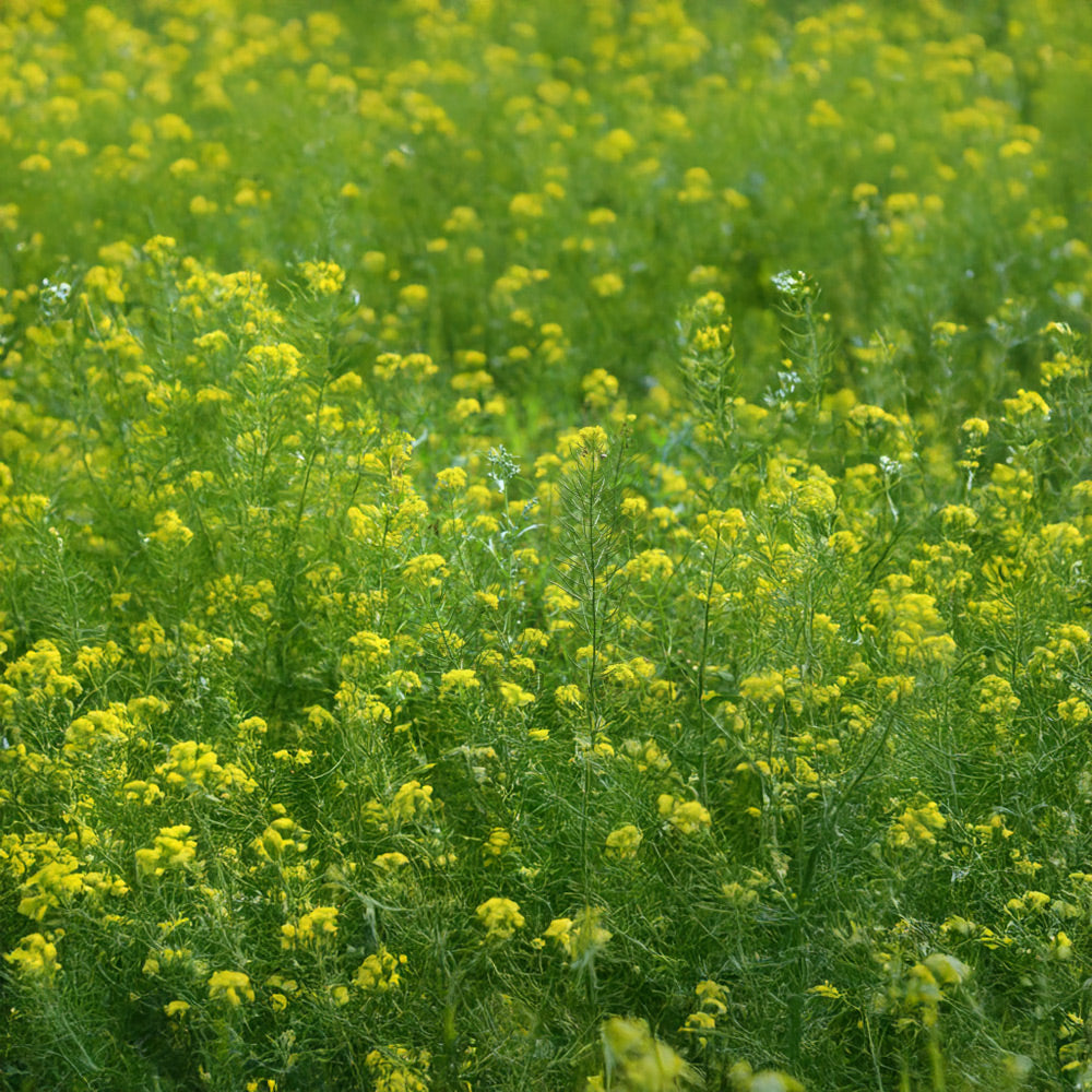 Photo of GFS Kwik-Fix Mix by Green Farm Seeds — featuring Mustard in a field, shown in Green, suitable for Agriculture