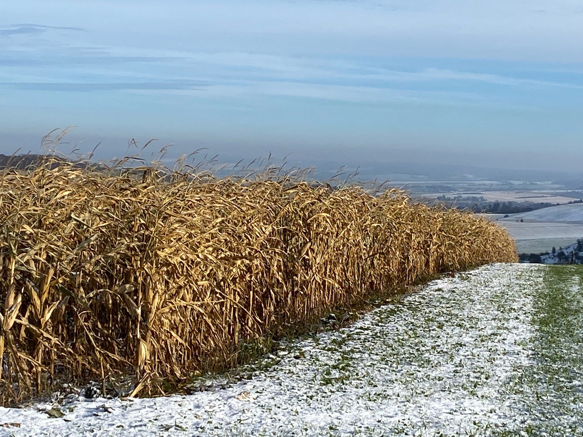 Photo of Photo of Late Shot Maize by Green Farm Seeds — featuring Maize in a Field, shown in yellow and green, suitable for Agriculture 
