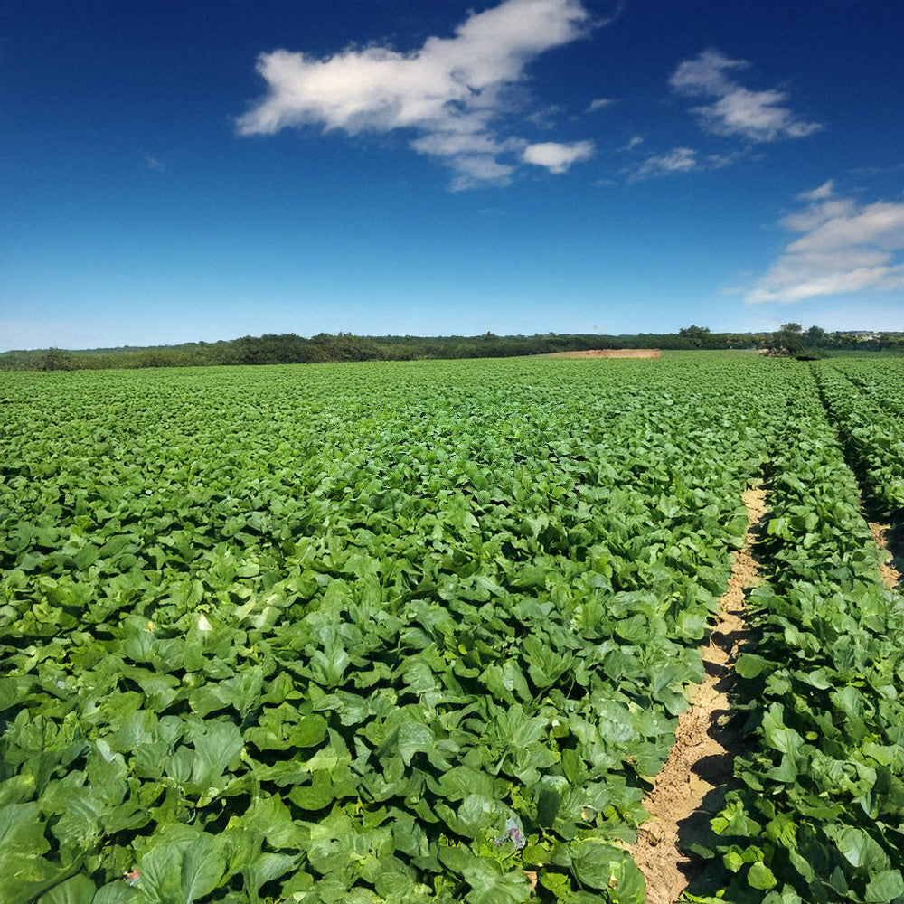 Green field with rows of plants under a clear blue sky