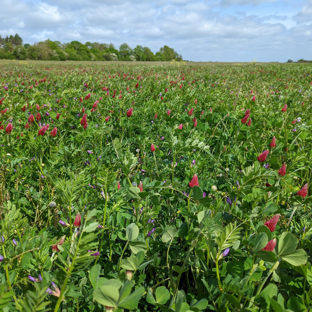 Field of green plants with red flowers under a blue sky with clouds.