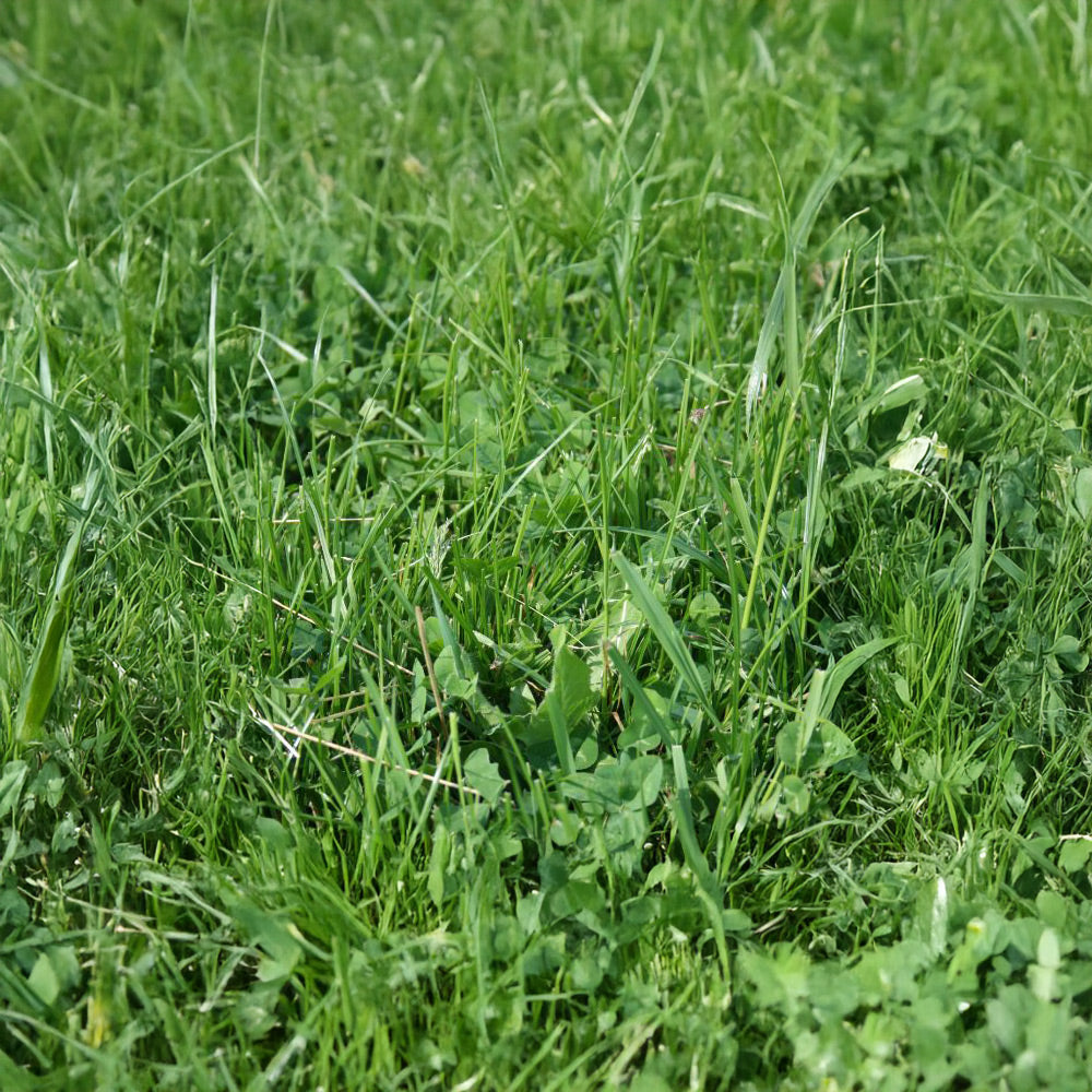 Close-up of green grass with clover