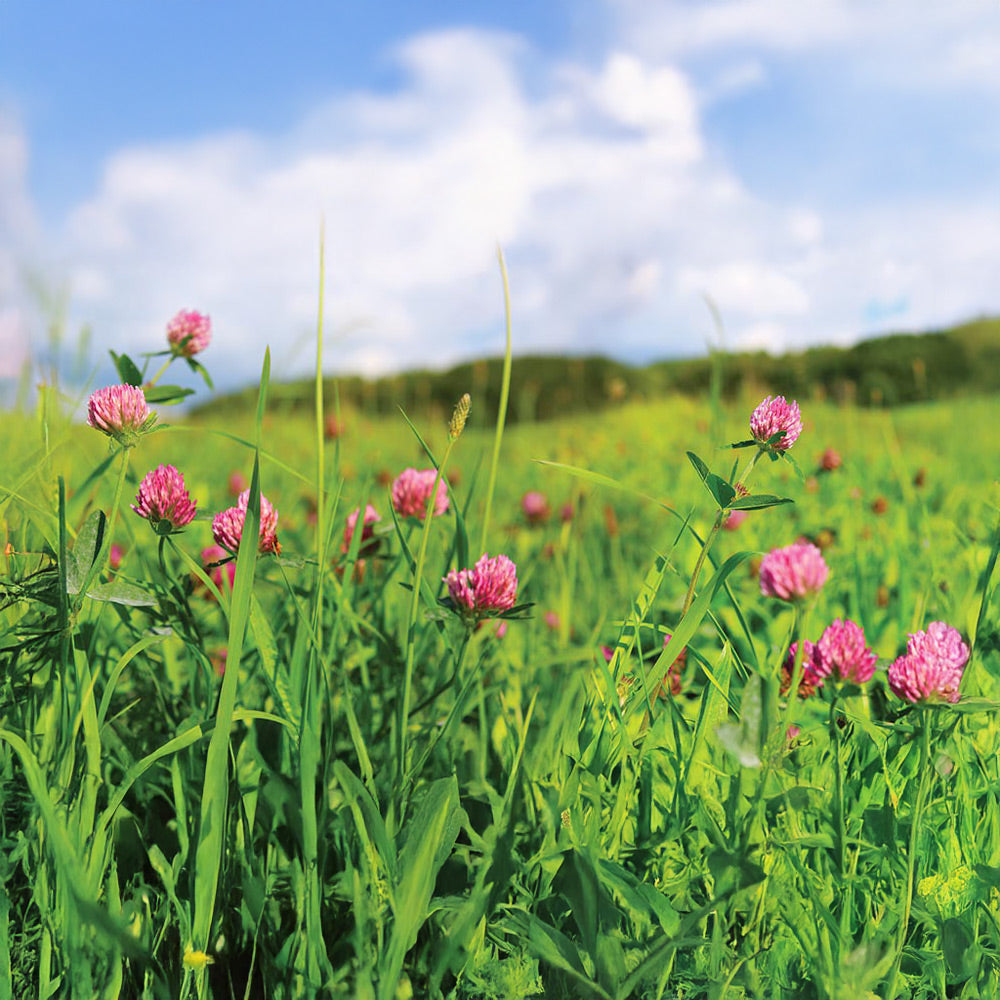 Field of green grass with pink flowers under a blue sky with clouds
