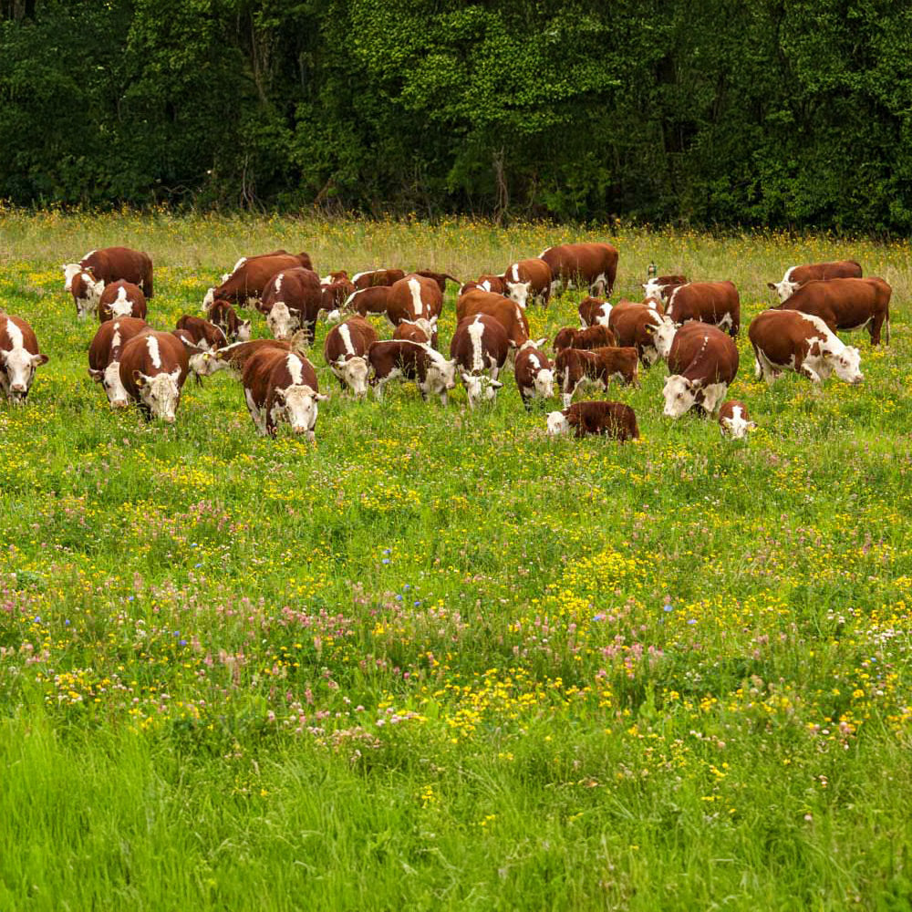 Cows grazing in a lush green field with wildflowers and trees in the background