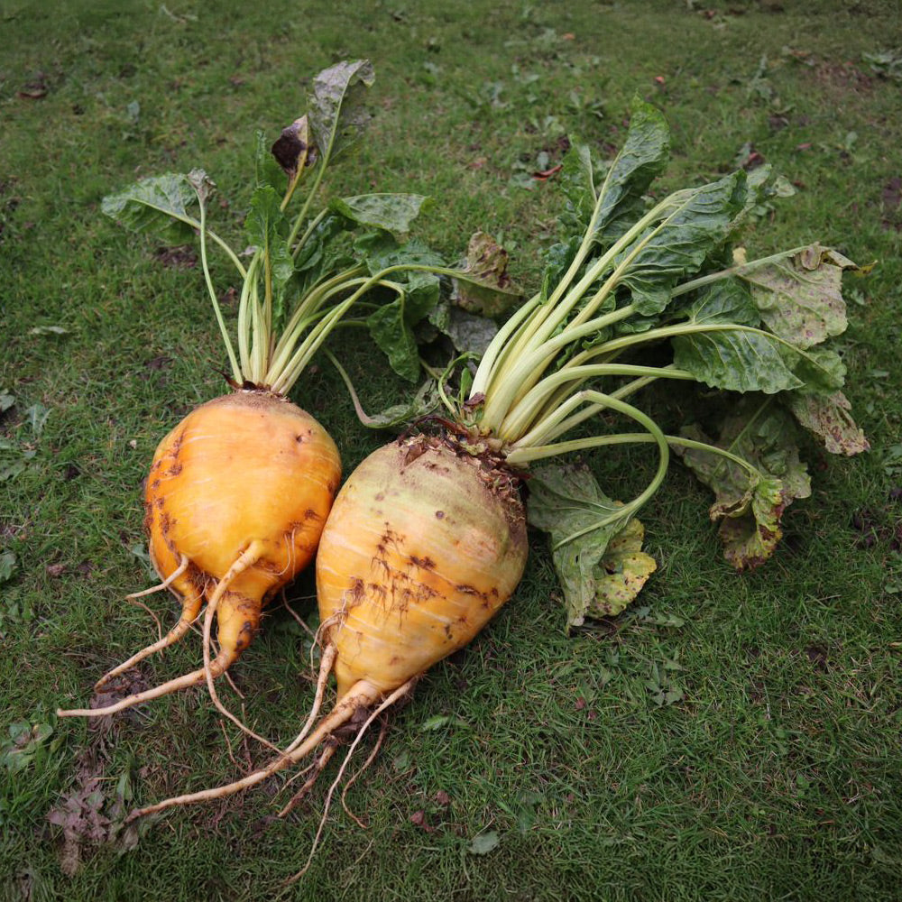 Photo of GFS Lempa by Green Farm Seeds — featuring Beet in a field, shown in yellow, suitable for Agriculture