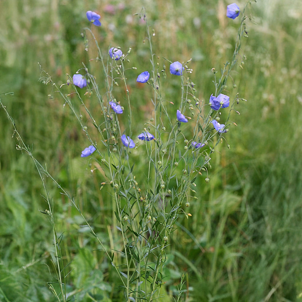 Blue flowers in a field of green grass