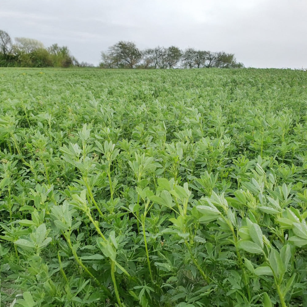 Field of green plants with a clear sky in the background