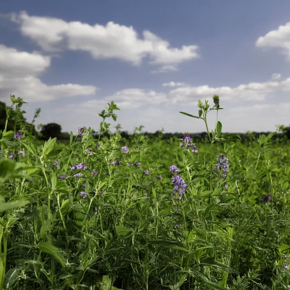Field of green plants with purple flowers under a blue sky with clouds