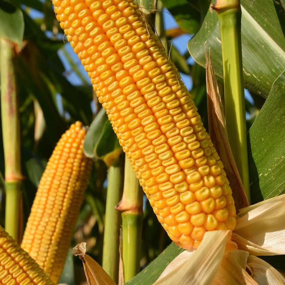Close-up of yellow corn on the cob with green leaves in the background