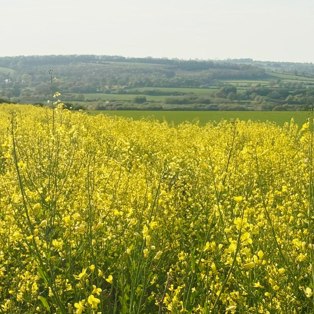 Field of yellow flowers with a scenic background