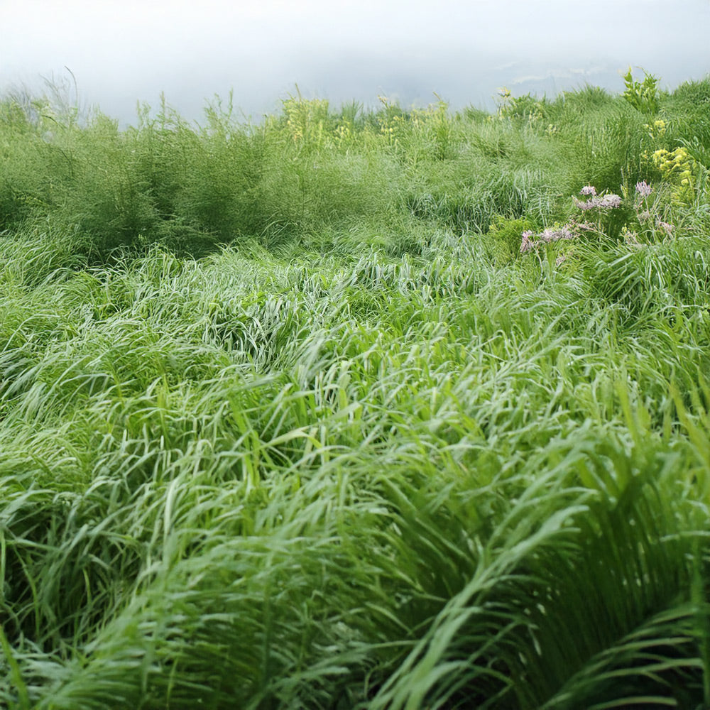 Green grass and plants with a misty background