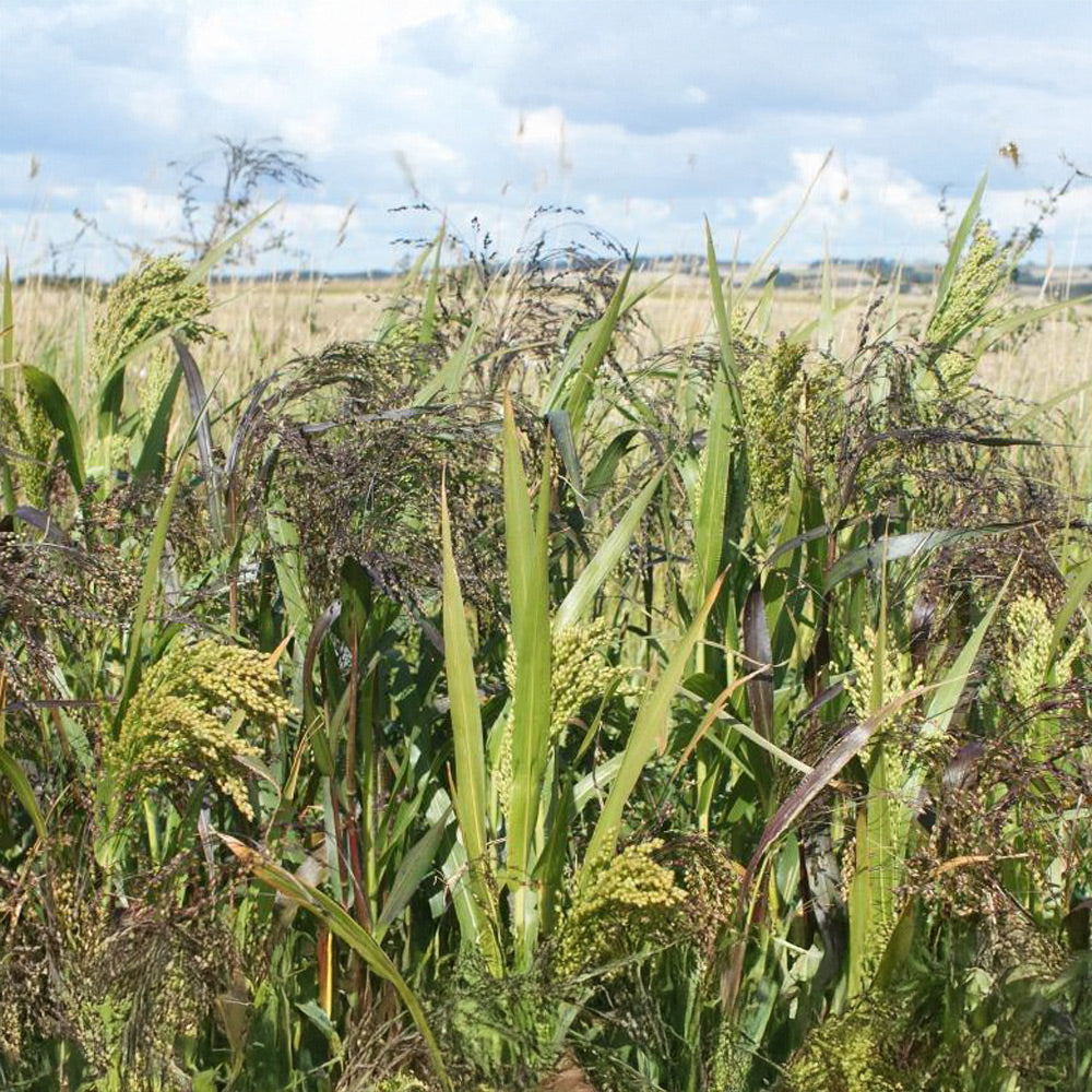 Photo of GFS Millgame Mix by Green Farm Seeds — featuring Millet in field, shown in Green, suitable for Agriculture