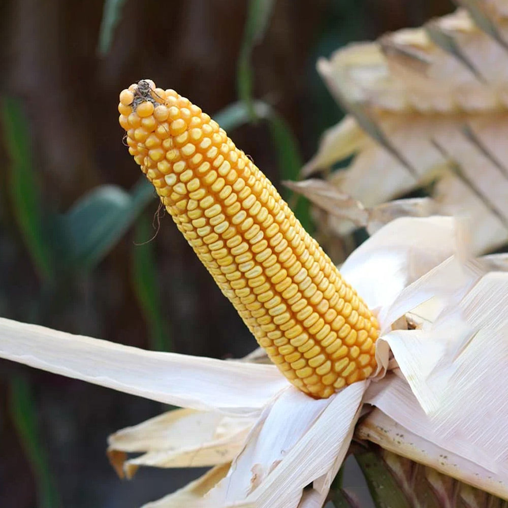 Yellow corn cob on a plant with a blurred background