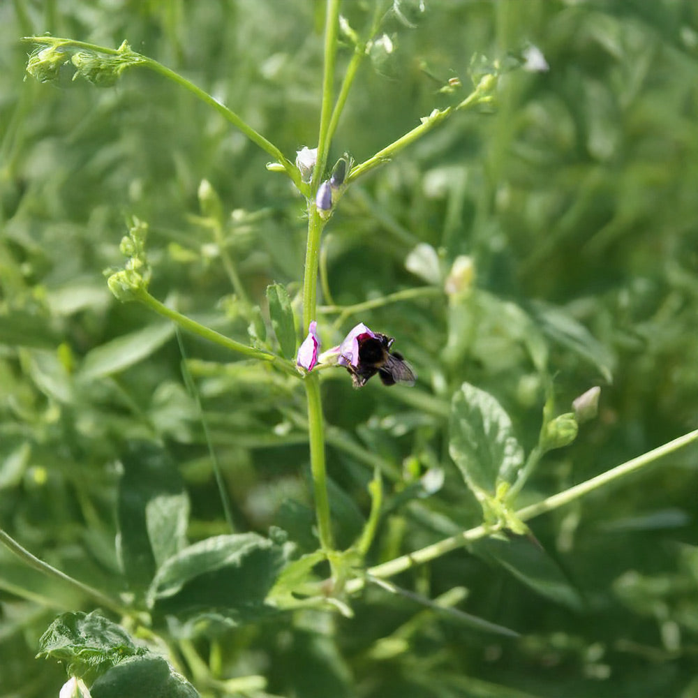 Small purple flower with a bee on a green plant