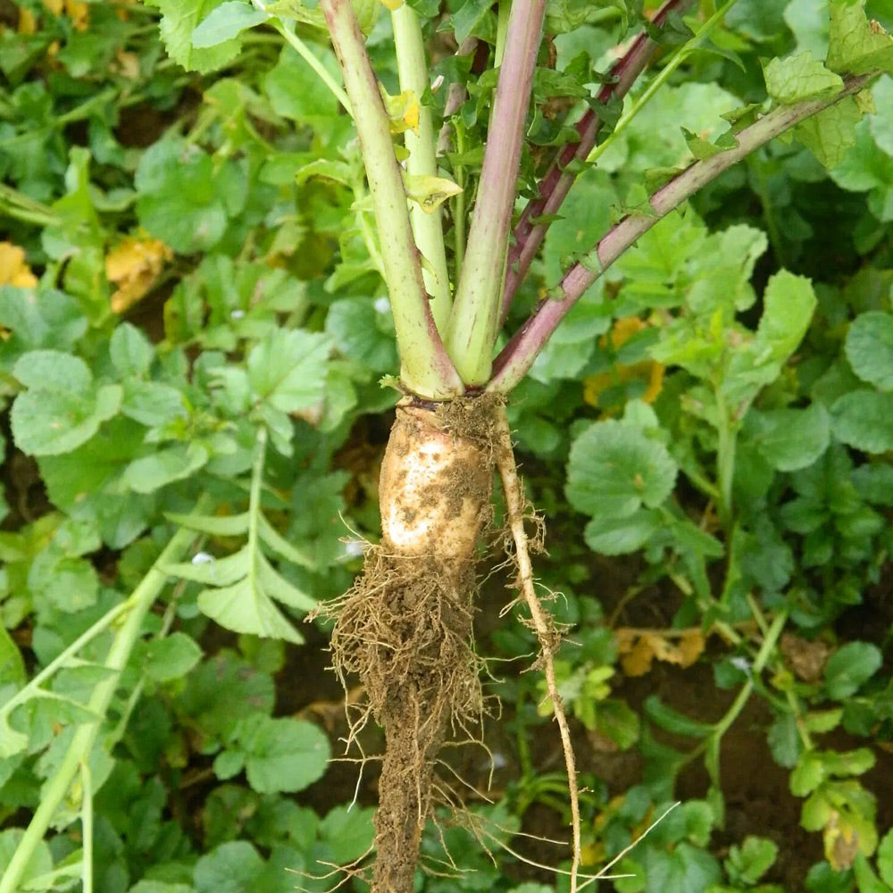 Turnip with roots and green leaves in the background