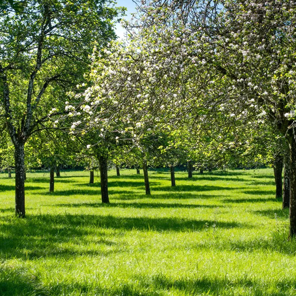 Row of trees with white blossoms in a grassy field